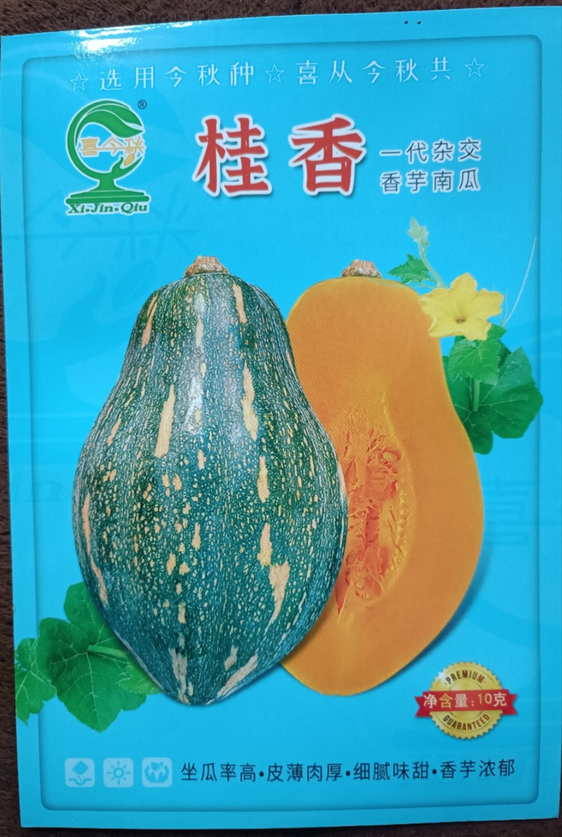 【桂香香芋南瓜】杂交-代瓜呈橄榄型肉色金黄味浓高产