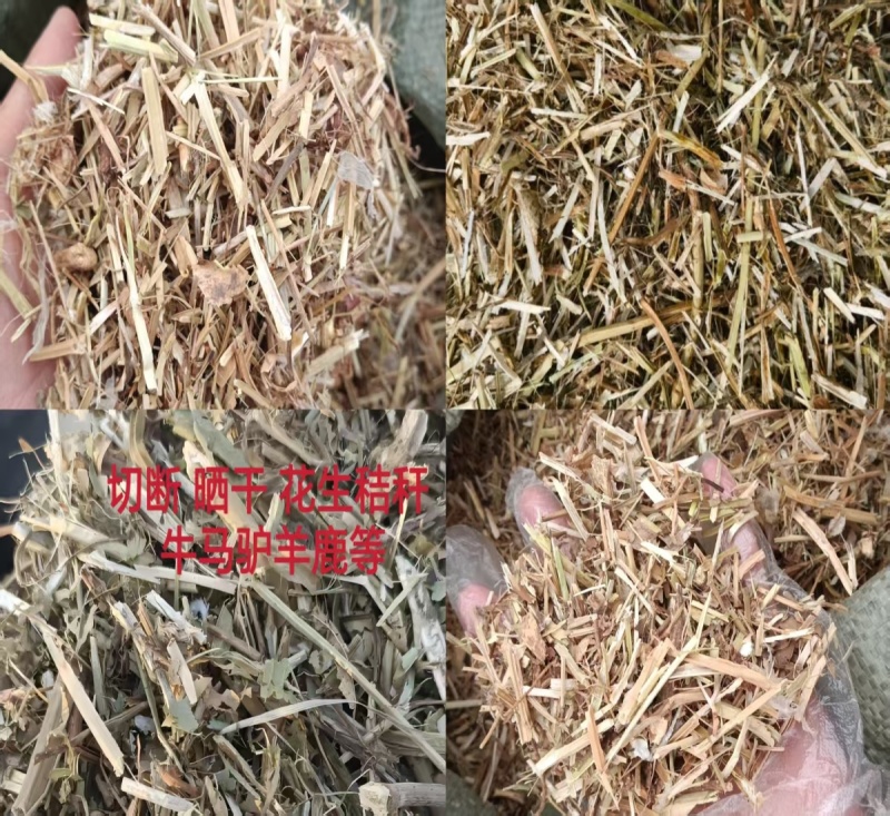 花生秧无土无膜花生秧工厂直发（）