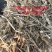 花生秧无土无膜花生秧工厂直发（）