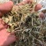花生秧无土无膜花生秧工厂直发（）