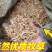 花生秧无土无膜花生秧工厂直发（）