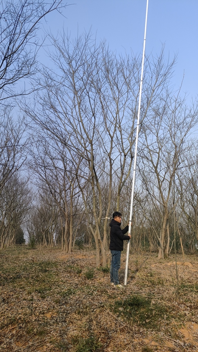 处理丛生朴树，朴树小苗，规格齐全