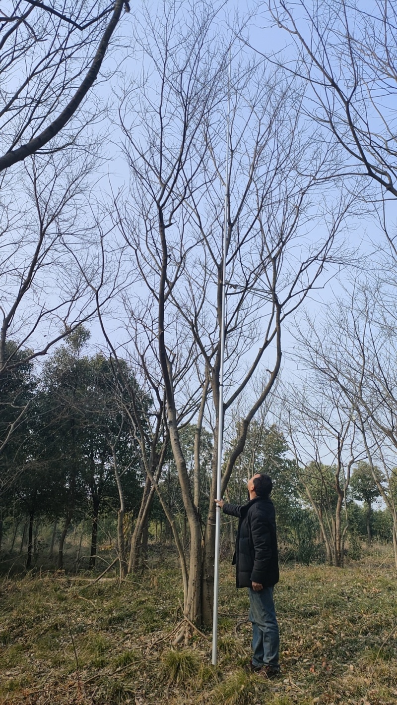 处理丛生朴树，朴树小苗，规格齐全