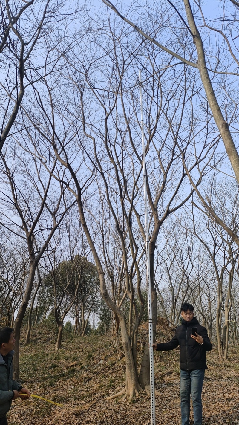 处理丛生朴树，朴树小苗，规格齐全