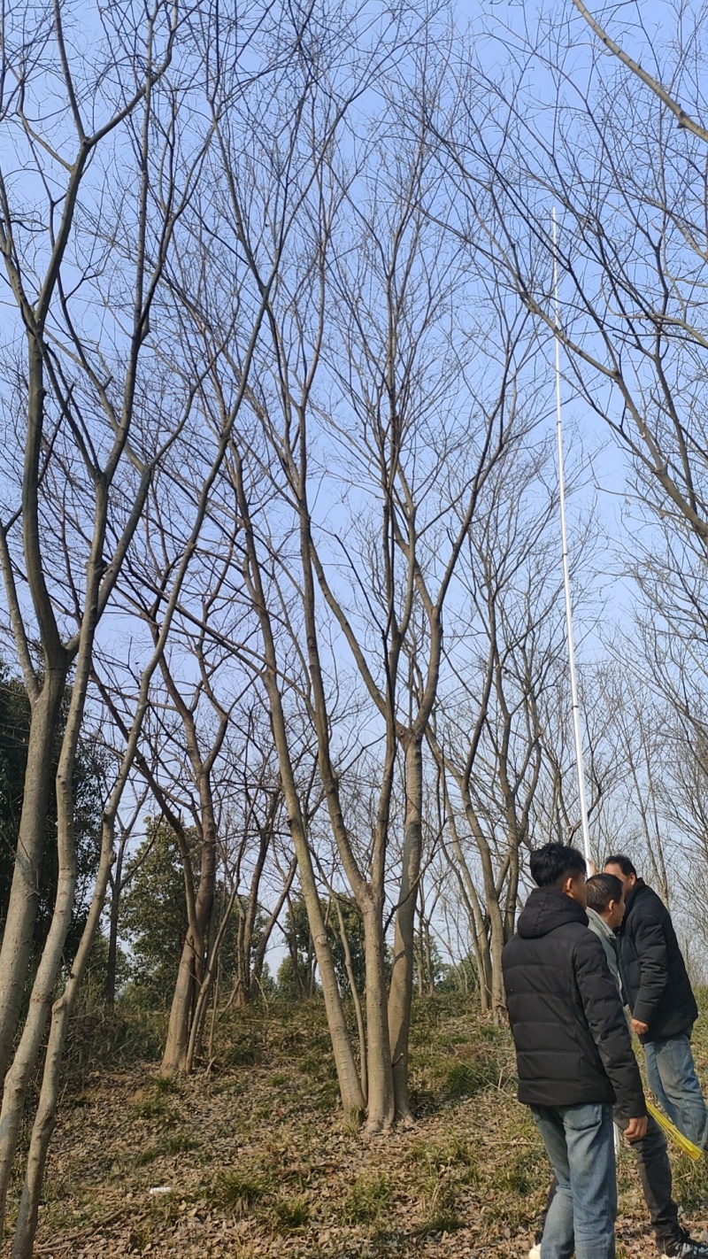 处理丛生朴树，朴树小苗，规格齐全