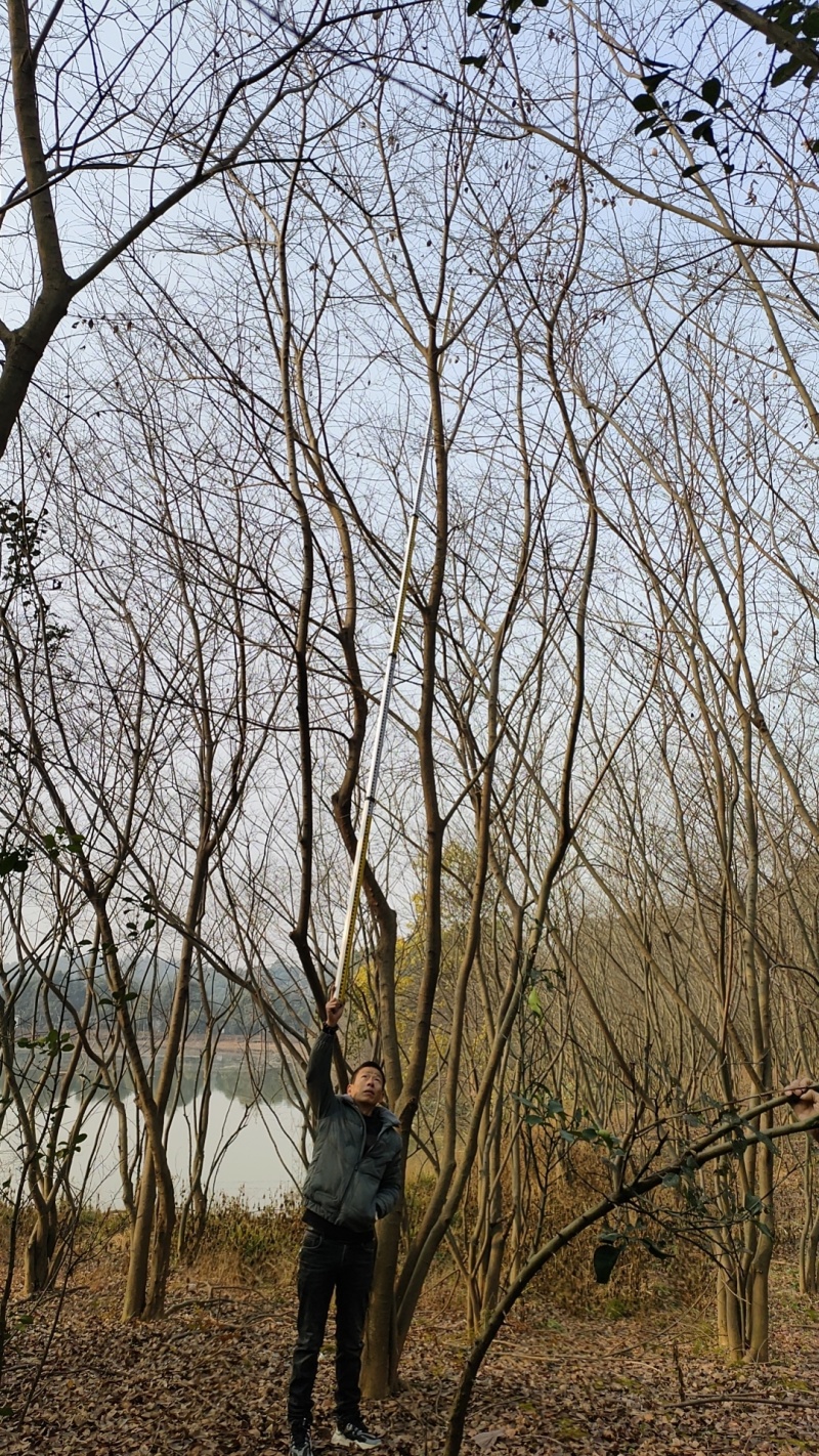 处理丛生朴树，朴树小苗，规格齐全