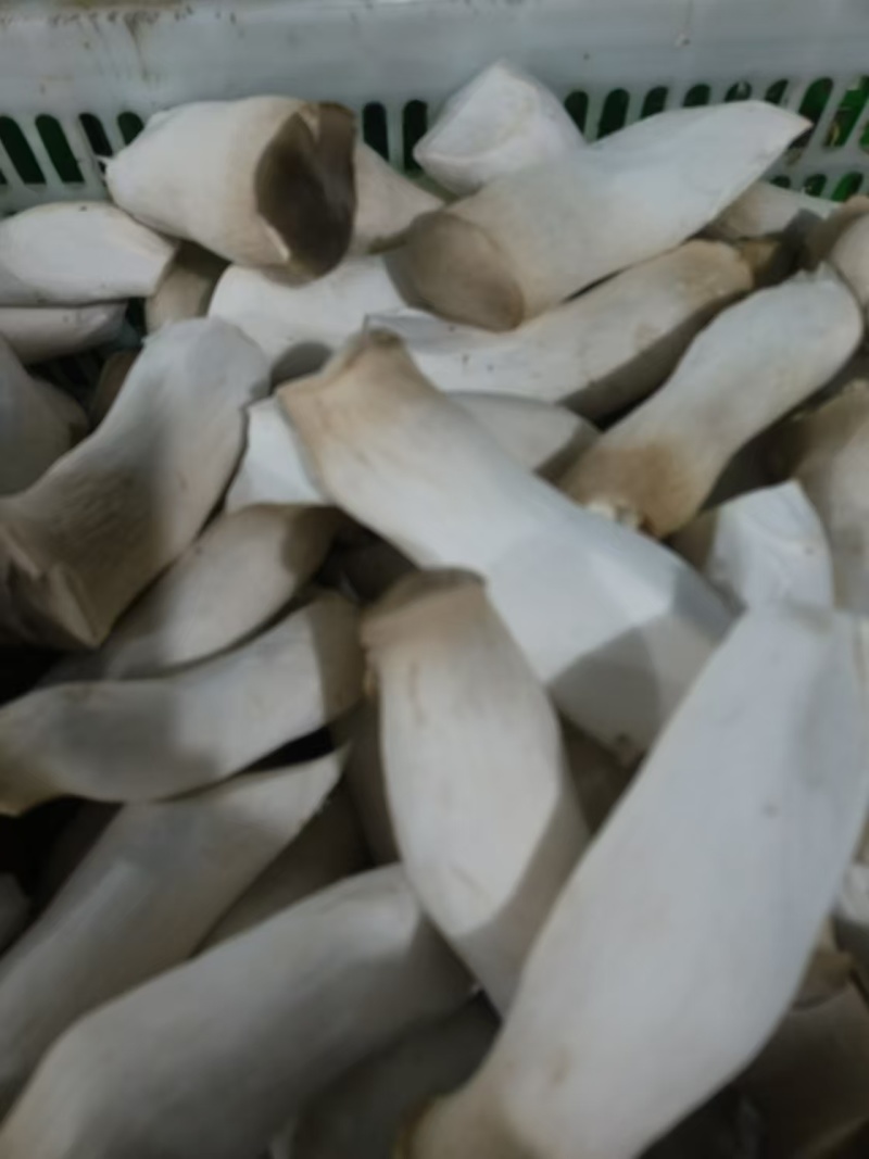 河南濮阳杏鲍菇，种植基地，产地直发，保质保量，量大从优