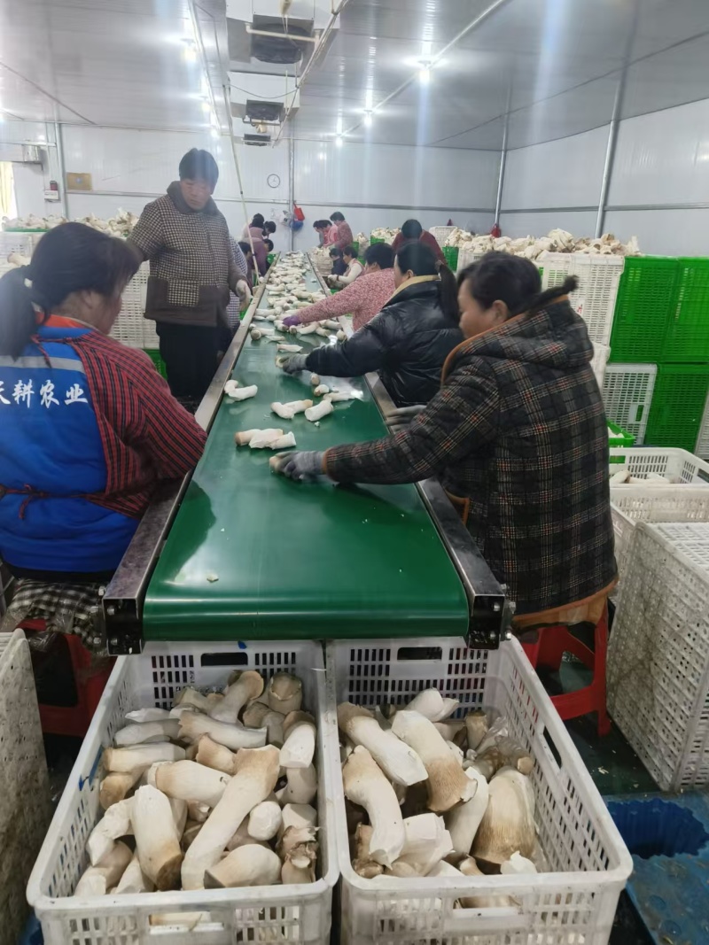 河南濮阳杏鲍菇，种植基地，产地直发，保质保量，量大从优