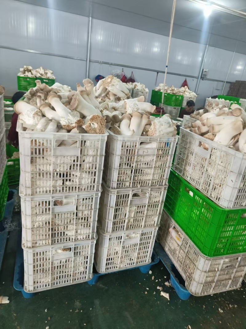 河南濮阳杏鲍菇，种植基地，产地直发，保质保量，量大从优