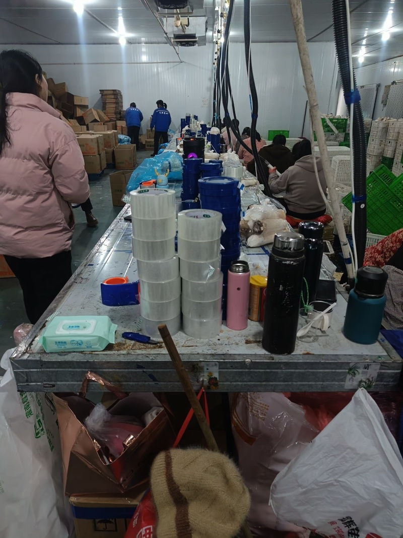 河南濮阳杏鲍菇，种植基地，产地直发，保质保量，量大从优