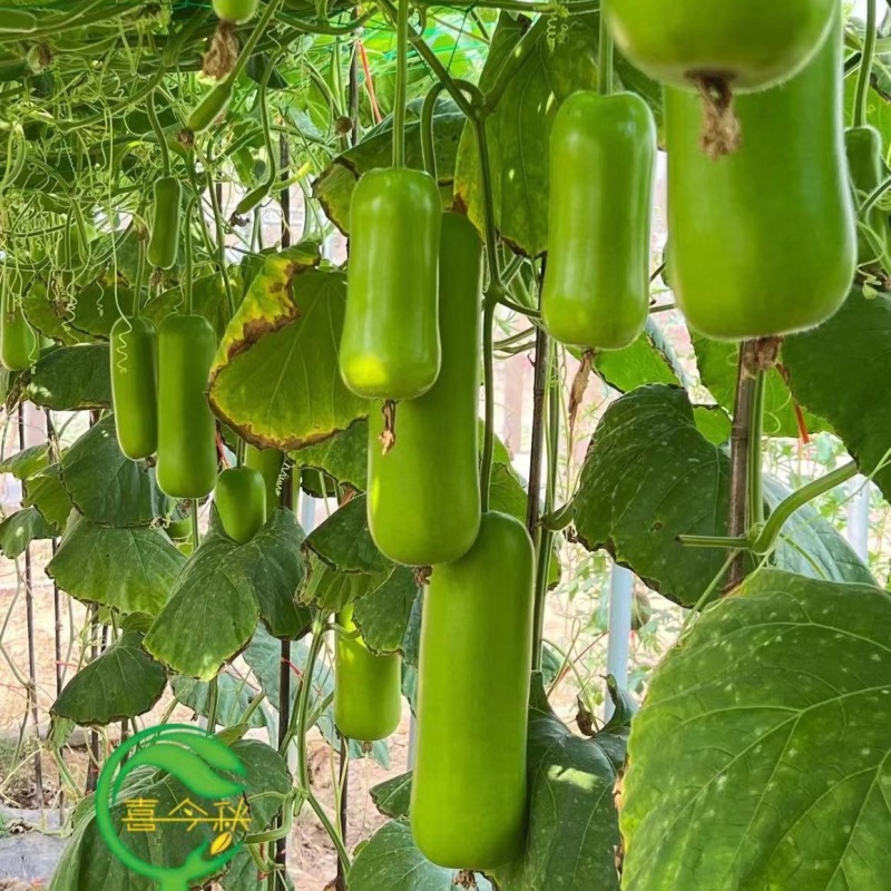 【龙蒲一号】早熟瓜型匀称皮嫩绿有光泽口感甜嫩丰产