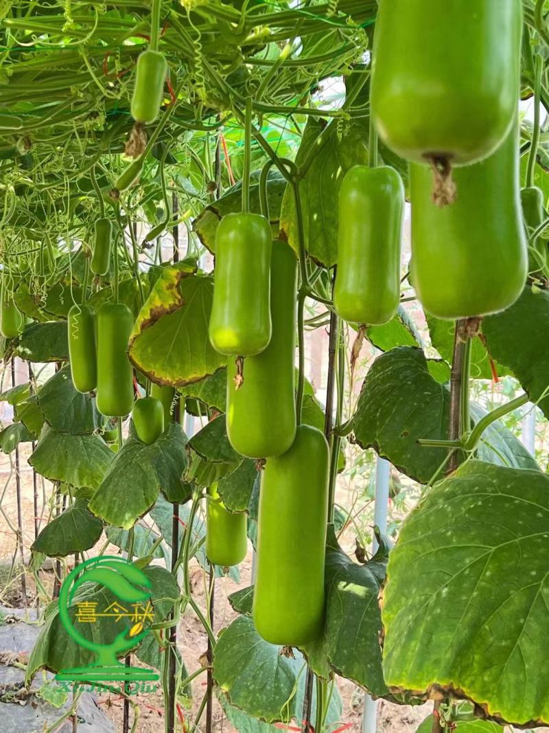 【龙蒲一号】早熟瓜型匀称皮嫩绿有光泽口感甜嫩丰产