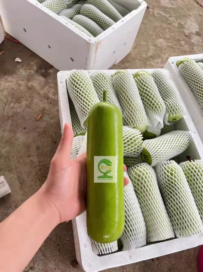 【龙蒲一号】早熟瓜型匀称皮嫩绿有光泽口感甜嫩丰产