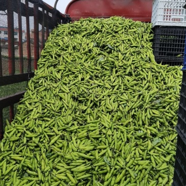 精品小胡豆