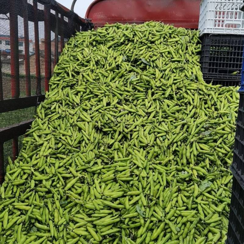 精品小胡豆