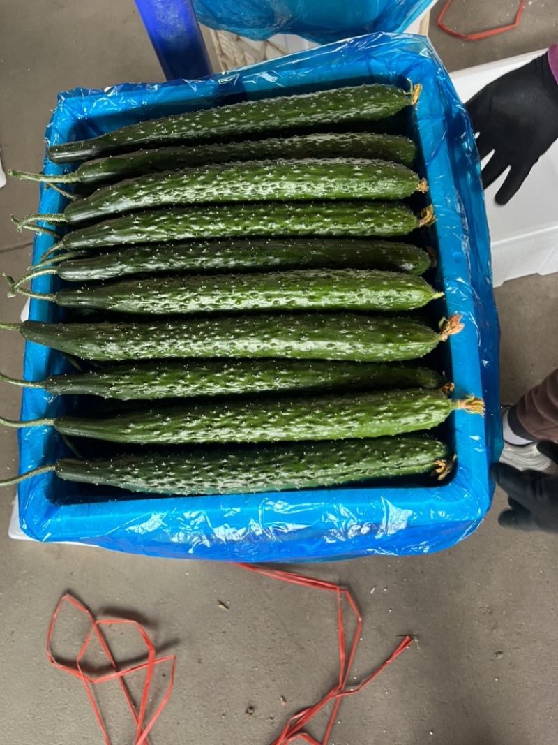 山东黄瓜精品密刺油亮黄瓜现采现发产地直发量大质优