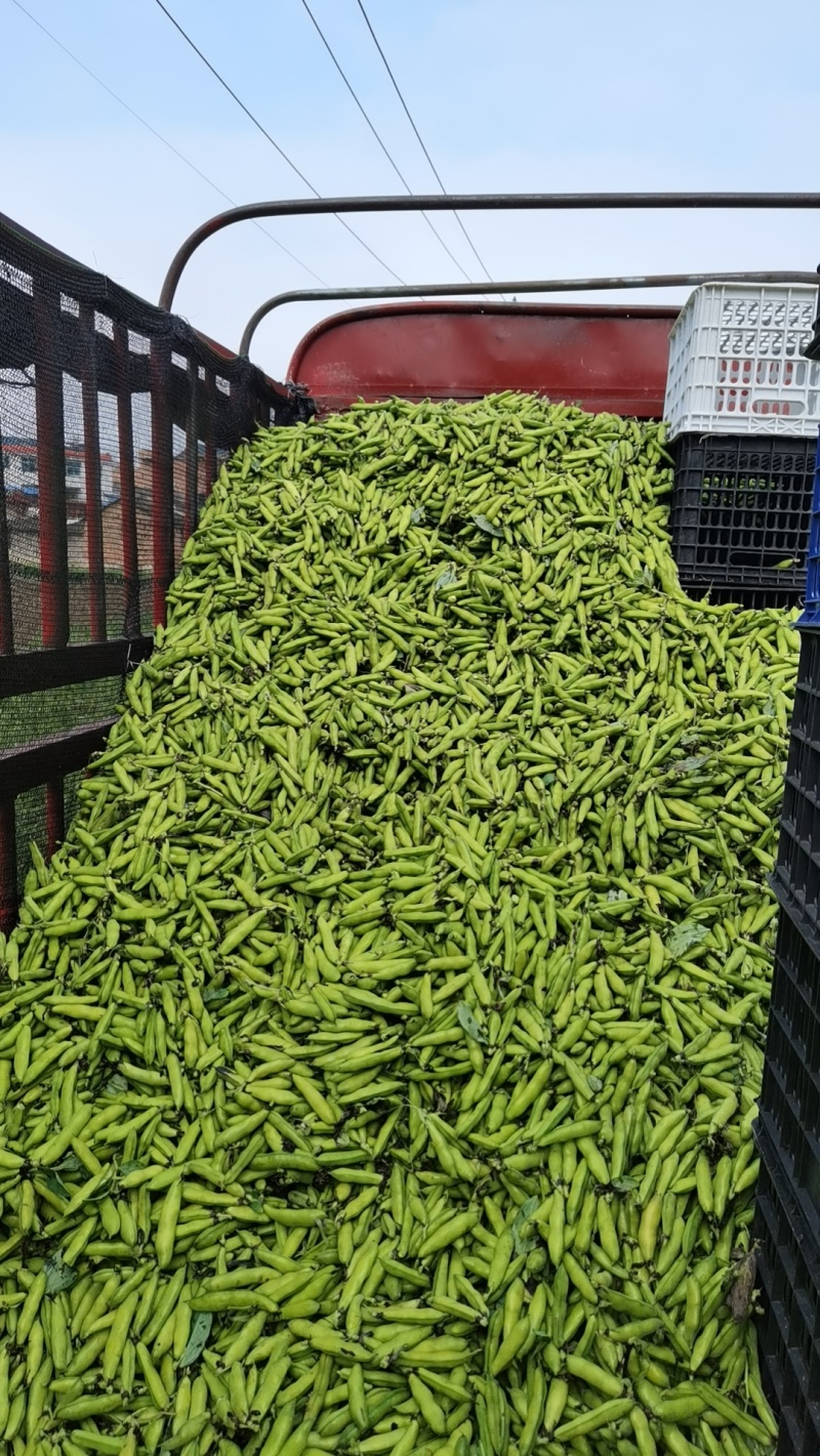 精品小胡豆