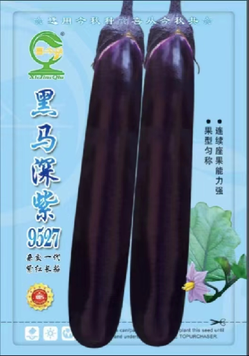 【黑马深紫茄】新育长茄中熟耐寒耐热性好品质优秀