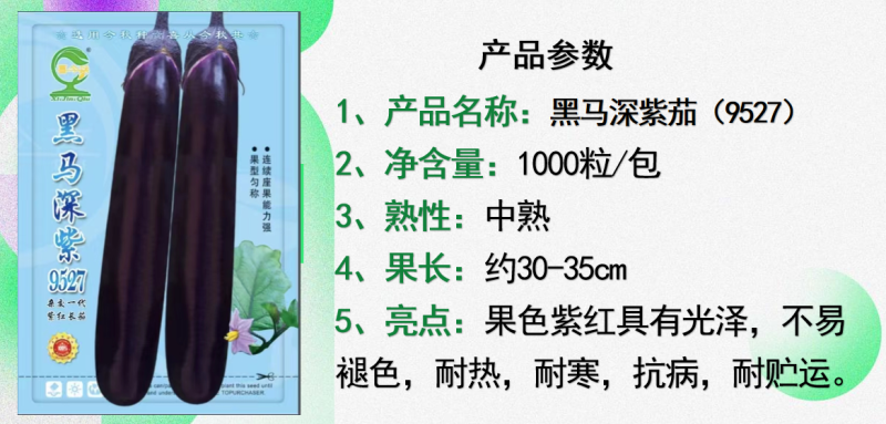 【黑马深紫茄】新育长茄中熟耐寒耐热性好品质优秀