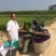 【黑马深紫茄】新育长茄中熟耐寒耐热性好品质优秀