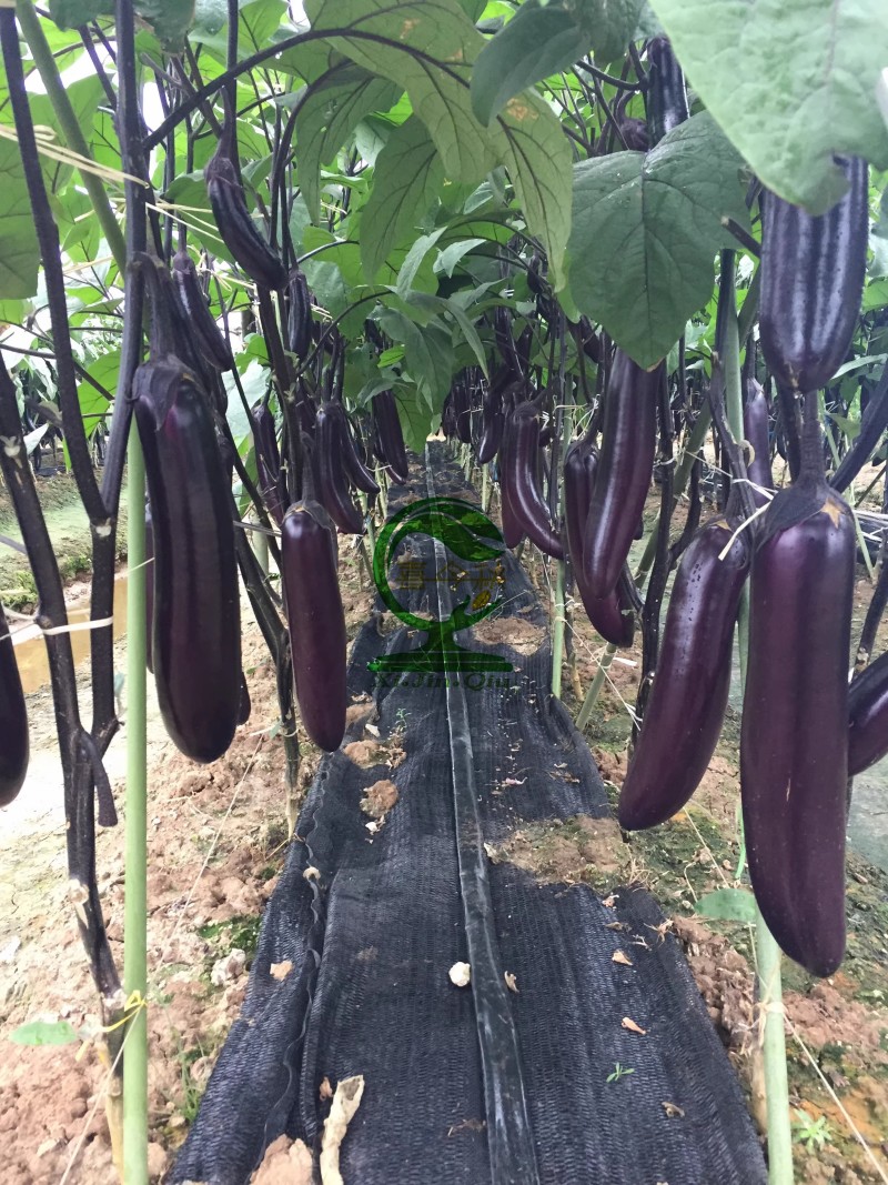 【黑马深紫茄】新育长茄中熟耐寒耐热性好品质优秀