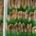 「辽宁丹东东港」小板鲜海蛏子头刀把蛏子主要适用自助餐饭店