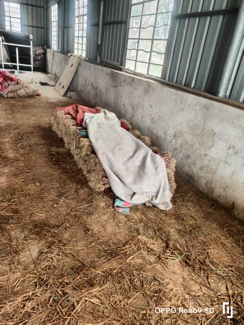 红根蒜苗【蒜苗】支持视频看货，诚信经营，可发往全国市场！
