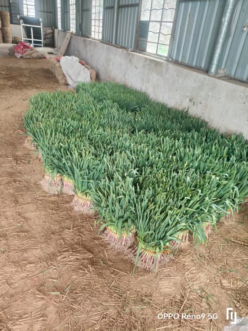 红根蒜苗【蒜苗】支持视频看货，诚信经营，可发往全国市场！