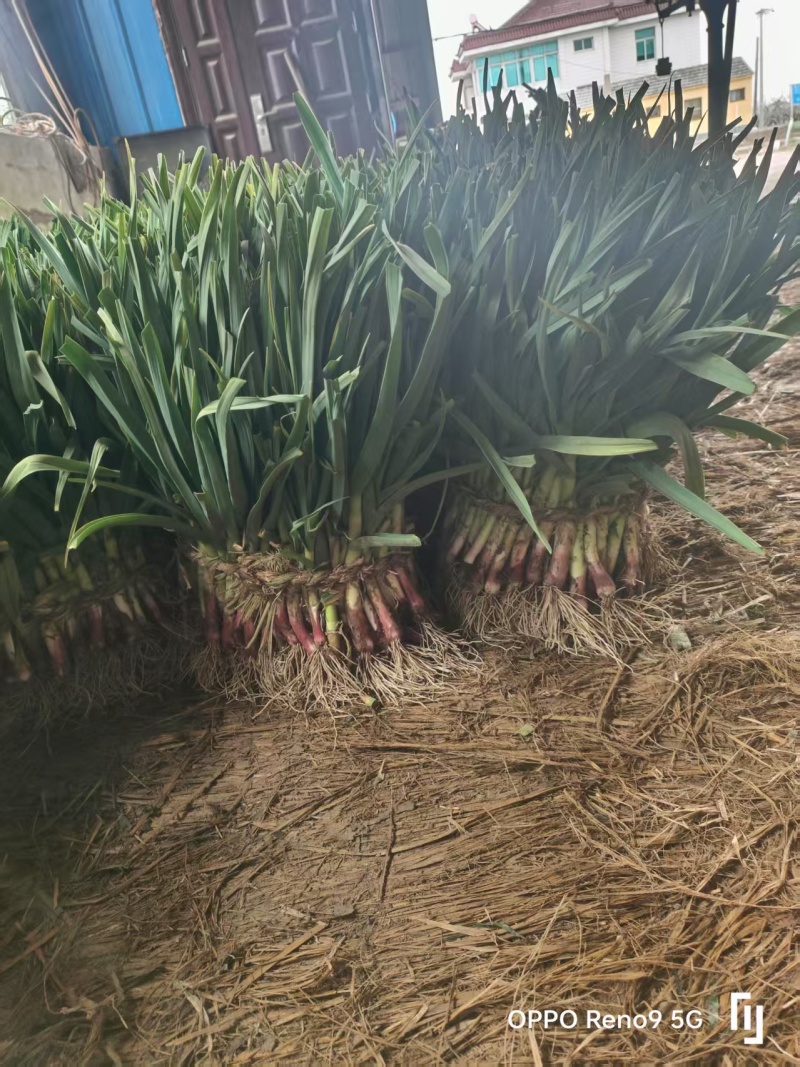 红根蒜苗【蒜苗】支持视频看货，诚信经营，可发往全国市场！