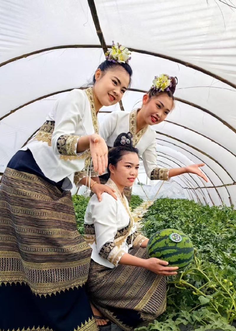 精品麒麟西瓜云南西瓜大量供货可视频看货欢迎来电