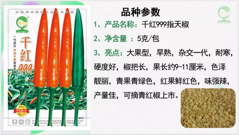 【千红999指天椒】早熟大果型杂交一代耐寒青红两用