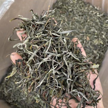 2025年明前早春生态古树茶，生态有机茶，