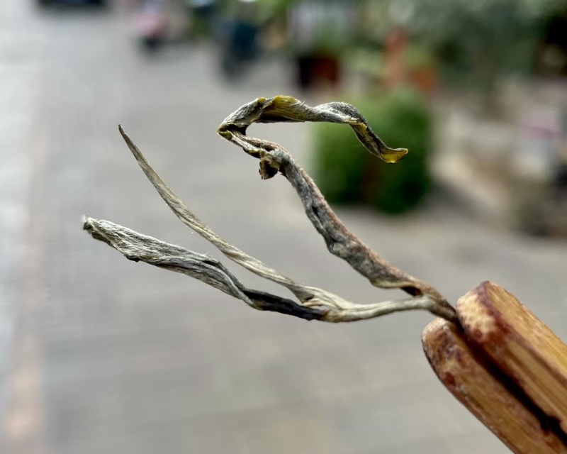 2025年明前早春生态古树茶，生态有机茶，