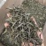 2025年明前早春生态古树茶，生态有机茶，