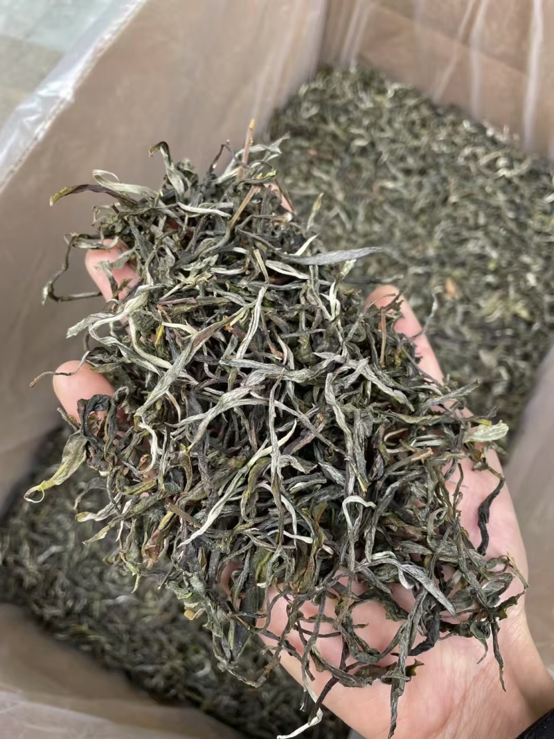 2025年明前早春生态古树茶，生态有机茶，