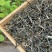 2025年明前早春生态古树茶，生态有机茶，