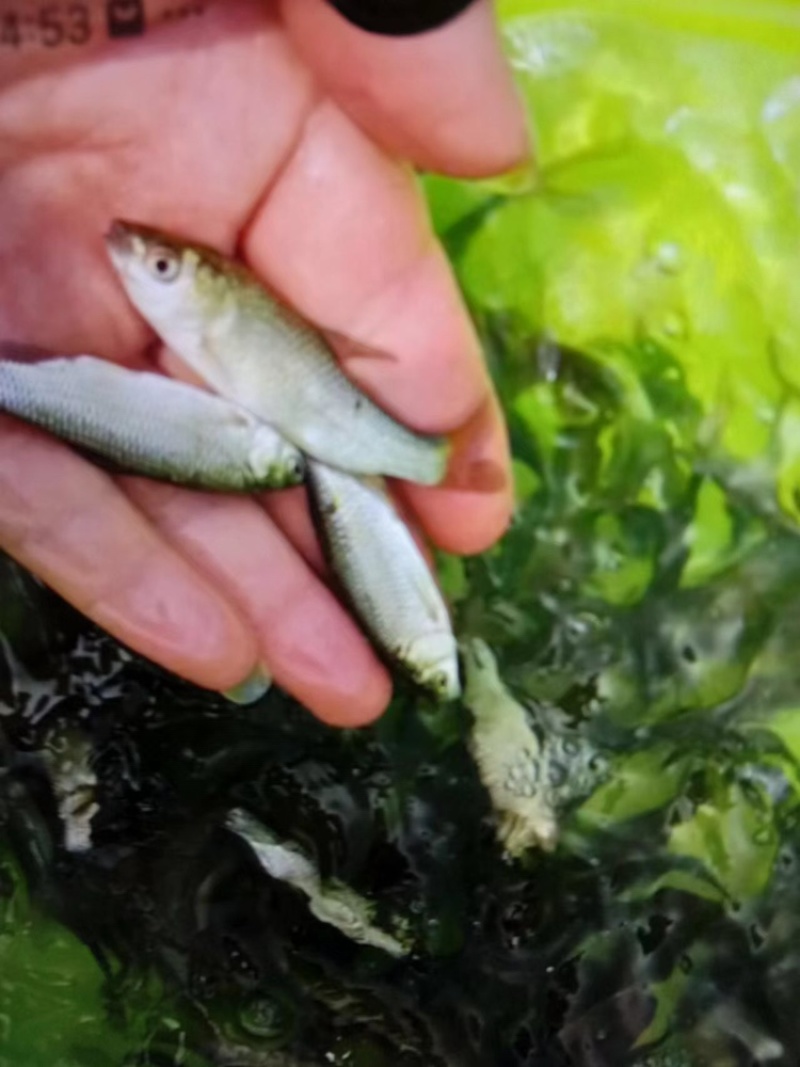 丁桂鱼苗