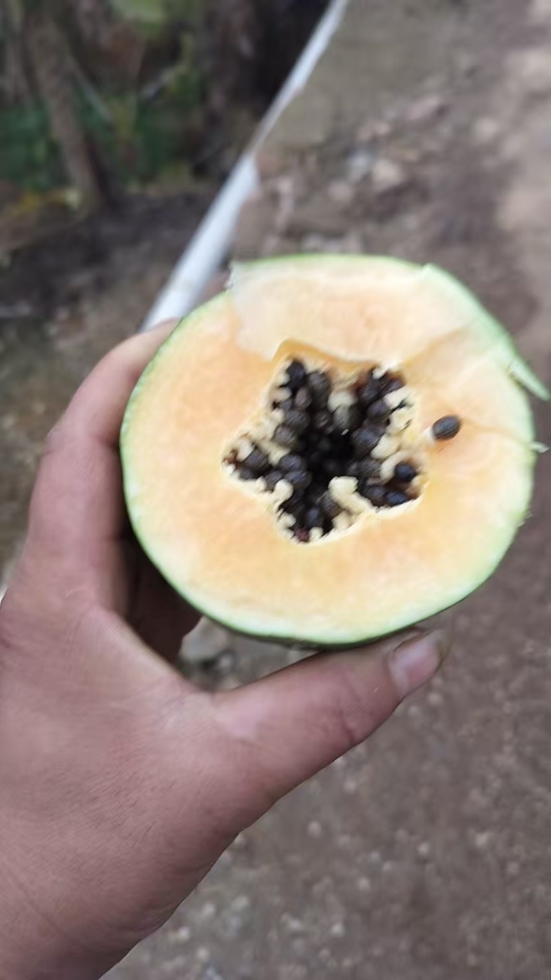 水果木瓜。大青，大白