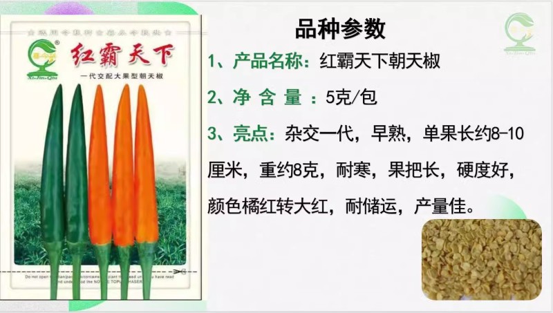 【红霸天下】朝天椒早熟耐寒杂交一代产量佳耐储运