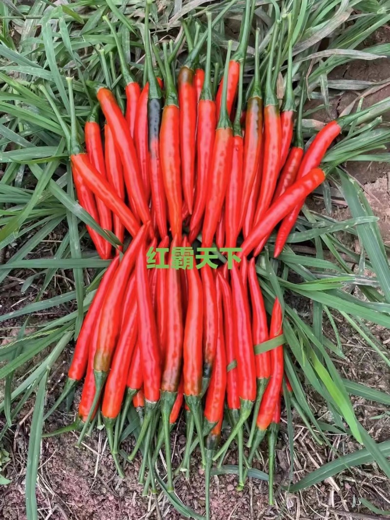 【红霸天下】朝天椒早熟耐寒杂交一代产量佳耐储运