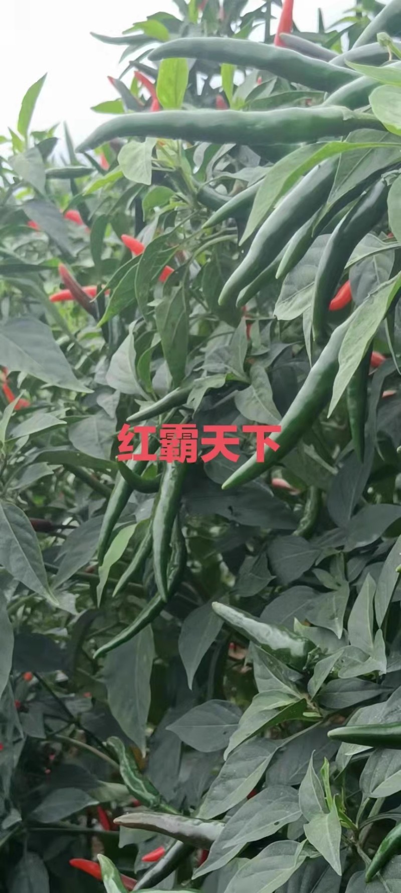 【红霸天下】朝天椒早熟耐寒杂交一代产量佳耐储运
