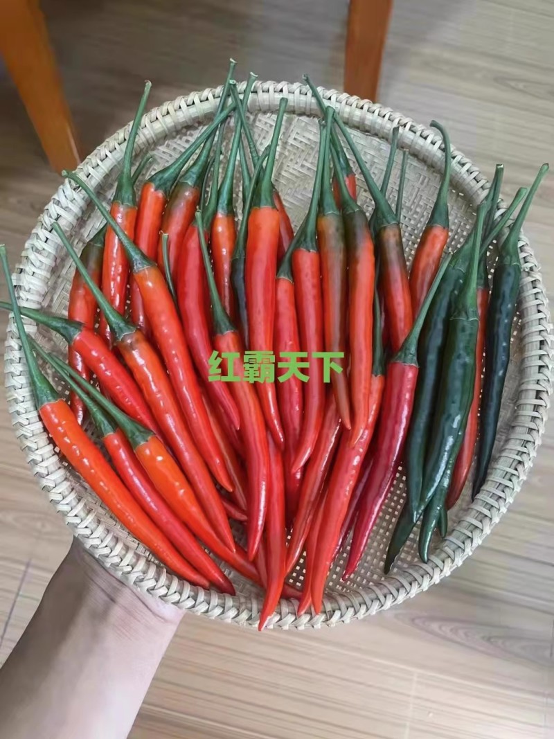 【红霸天下】朝天椒早熟耐寒杂交一代产量佳耐储运