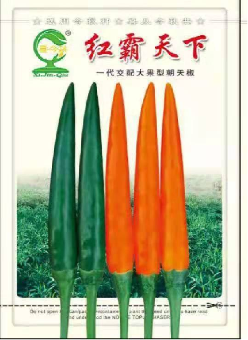 【红霸天下】朝天椒早熟耐寒杂交一代产量佳耐储运