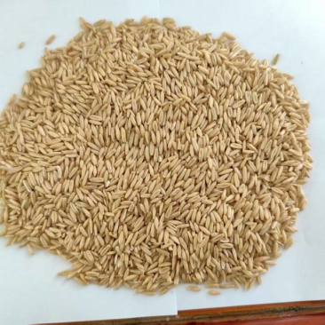 燕麦米，质优价廉，欢迎洽谈
