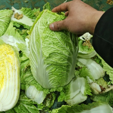 山东黄心大白菜质量有保证