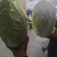 山东黄心大白菜质量有保证