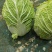 山东黄心大白菜质量有保证