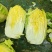 山东黄心大白菜质量有保证