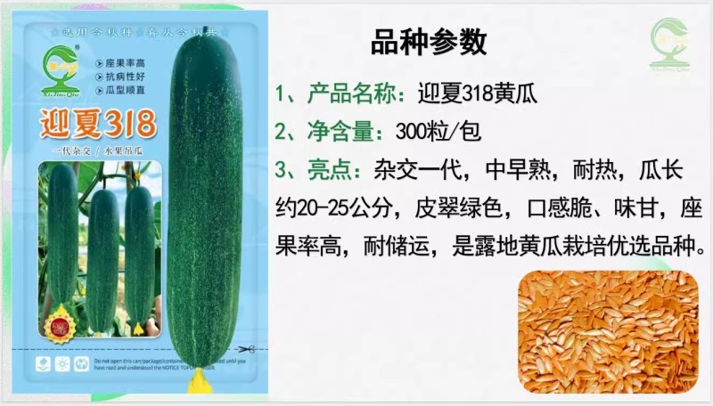 【迎夏318水果吊瓜】杂交一代中早熟耐热皮翠绿色