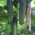 【迎夏318水果吊瓜】杂交一代中早熟耐热皮翠绿色